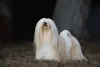 O Lhasa Apso é um cachorro pequeno peludo conhecido por seus longos fios lisos