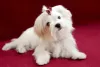O Maltês é um cachorro pequeno e peludo que se apega facilmente à família