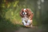 O Cavalier King Charles Spaniel é um cachorro pequeno e peludo muito obediente e fofo