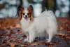 O Papillon é um cachorro pequeno e peludo com orelhas que parecem asas