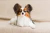 O Papillon é um cachorro pequeno peludo de personalidade calma e fácil convivência