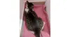 Fluidoterapia em gatos: a gata Mia precisa ser posicionada em um cantinho para não fugir