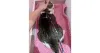 O uso da guia para gatos ajuda a controlar melhor o animal para a aplicação, já que eles podem tentar fugir