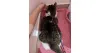 O soro subcutâneo em gatos é absorvido pelo organismo aos poucos, por isso é normal ficar uma