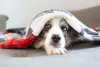 Border Collie merle: dois cães com o gene não podem cruzar entre si