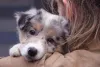 Border Collie blue merle: tricolor é uma das cores que podem ser encontradas com o gene