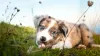 Não há quem não resista a fofura de um Border Collie red merle com olhos azuis