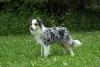 Encantador é uma ótimo objetivo para descrever um Border Collie merle