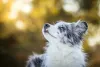 Os olhos azuis do Border Collie azul merle fazem um ótimo constrate com a pelagem