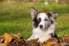 Border Collie merle: manchas da pelagem ficam ainda mais chamativas com a heterocromia