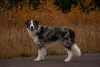 O Border Collie azul merle vai chamar muita atenção das pessoas por conta da sua aparência exótica