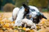 O Border Collie merle possui características únicas na pelagem, mas o comportamento é o mesmo esperado para todos os cães da raça