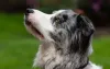 O Border Collie merle vai render ótimas fotografias