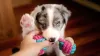 Border Collie merle filhote já apresenta as manchas características do gene