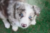 Um filhote de Border Collie merle nascerá com um padrão genético diferente dos outros cães da raça