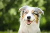 O Border Collie merle tem a mesma energia que qualquer outro cachorro da raça