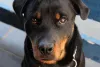 Rottweiler olhando para frente