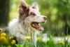 Border Collie red merle possui manchas rosadas no focinho, boca e ao redor dos olhos