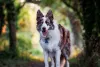 Border Collie blue merle tricolor pode ser exuberante