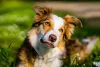 O Border Collie red merle tem tendência a nascer com heterocromia