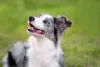 Border Collie merle exige cuidados