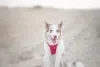O Border Collie red merle é resultado de cruzamentos que não são reconhecidos oficialmente