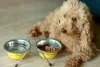 O comedouro alto para cachorro é um pote que fica alguns centímetros elevado do chão