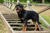 Rottweiler em cima de escada