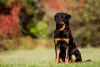 Rottweiler sentado ao ar livre