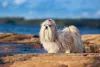 O Shih Tzu branco é uma das cores mais comuns da raça