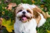 Shih Tzu caramelo e branco: uma combinação que deixa qualquer um apaixonado