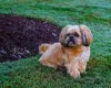 Shih Tzu vermelho é outro que chama muita atenção