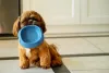 Shih Tzu marrom: como resistir ao charme dessa fofurinha?