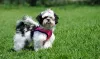 O cachorro Shih Tzu preto e branco também é uma possibilidade