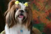Shih Tzu: caracterí­sticas, como os olhos saltados, são tí­picas da raça