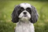 Cachorro Shih Tzu: branco costuma estar presente nos cães bicolores e tricolores