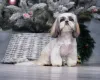 Shih Tzu: tamanho da raça é pequeno e não passa de 30 cm