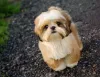 O Shih Tzu caramelo e branco filhote é pura fofura