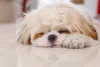 Shih Tzu filhote branco é um dos mais requisitados
