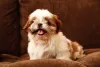 O Shih Tzu marrom e branco filhote faz muito sucesso