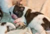 Shih Tzu recém-nascido marrom e branco é um verdadeiro neném