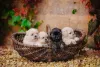 Shih Tzu recém-nascido: preto é raro, mas existe