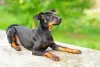 O cachorro Pinscher 1 tem uma média de altura de 20 a 25 cm