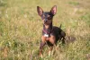 Algumas das características do Pinscher 1 são suas orelhas pontudas e cabeça triangular