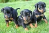 Fotos de cachorro Pinscher 1 filhotes nos deixam apaixonados por tanta fofura!