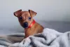 O Pinscher 01 possui o tamanho perfeito para viver em apartamentos e espaços pequenos