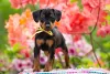 O filhote de Pinscher 1 é tão pequeninho que o tutor deve até ficar de olho por onde ele anda!