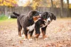 O filhote de Bernese é inteligente e pode ser socializado e adestrado o quanto antes