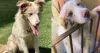 A Maya é uma Border Collie red merle brincalhona e até um pouco carente