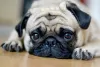 Pug deitado cabisbaixo